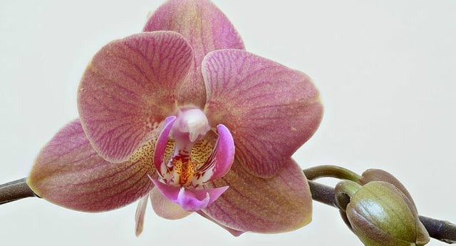 Hóa thạch phong lan cổ được tìm thấy  Hóa thạch phong lan cổ được tìm thấy