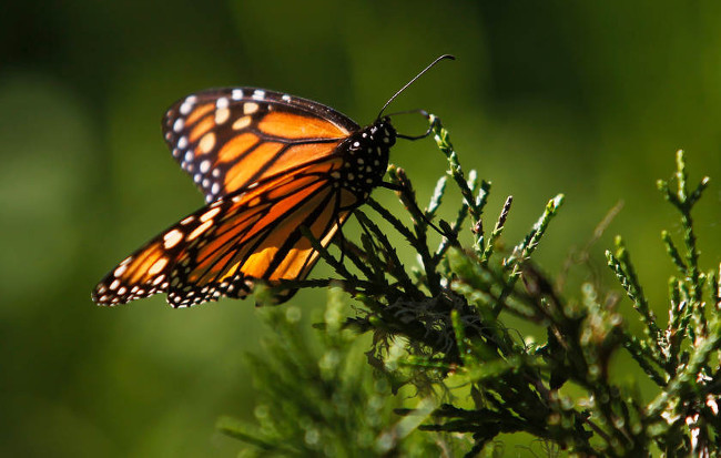 Bướm  Fritillary Acentria vừa được phát hiện ở Isarel 