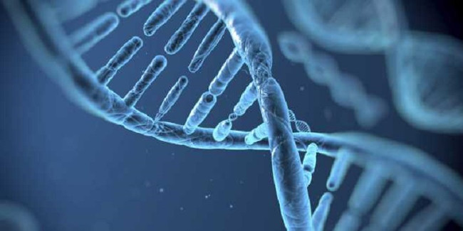 Đột biến gen gây bệnh mất trí nhớ 