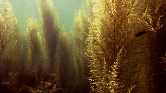 Loài tảo dưới đại dương  Loài tảo dưới đại dương