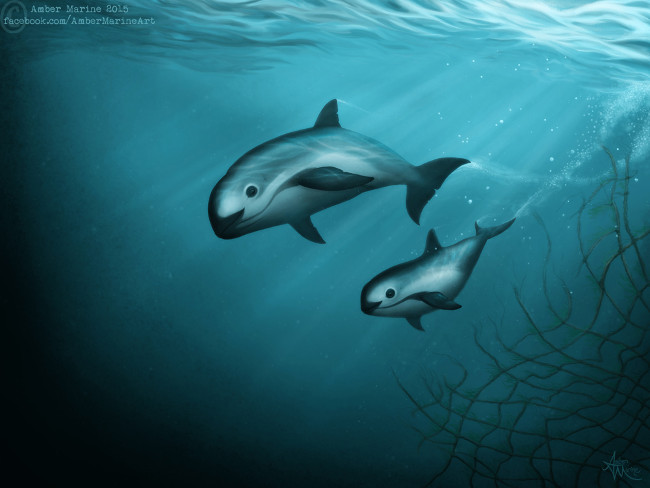 Một bức hình cực may mắn về một cặp đôi Vaquita trong tự nhiên