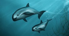 "Gấu trúc của biển", loài cá heo hiếm hành tinh sắp bị tận diệt vào năm sau