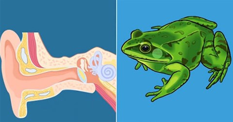 Bạn có biết: người và lợn có cấu trúc da như nhau, hệ thần kinh của người và giun tròn giống nhau...