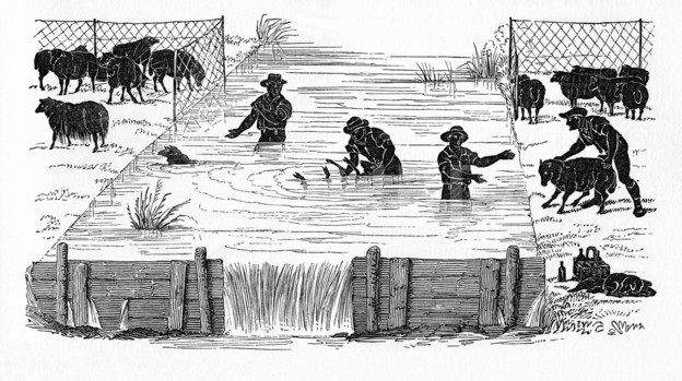 Không tắm cho cừu cũng là phạm tội