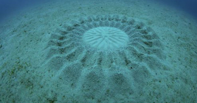 Vòng tròn bí ẩn dưới đại dương   Vòng tròn bí ẩn dưới đại dương