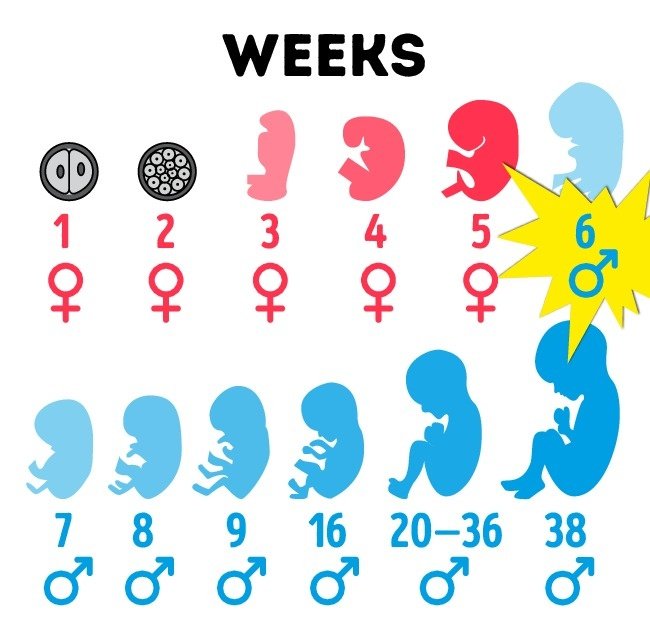 Nguồn gốc giới tính là nữ