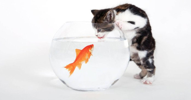 Mèo ghét nước nhưng lại ăn cá 