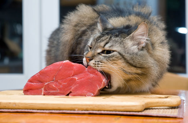 Đi tìm câu trả lời cho câu hỏi: Mèo thực sự thích ăn cá? - Quantrimang.com