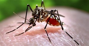 Điều gì xảy ra nếu loài muỗi đáng ghét biến mất hoàn toàn trên Trái Đất?