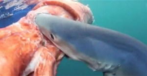 Cá mập sát thủ xé toạc mực khổng lồ trong cuộc tử chiến