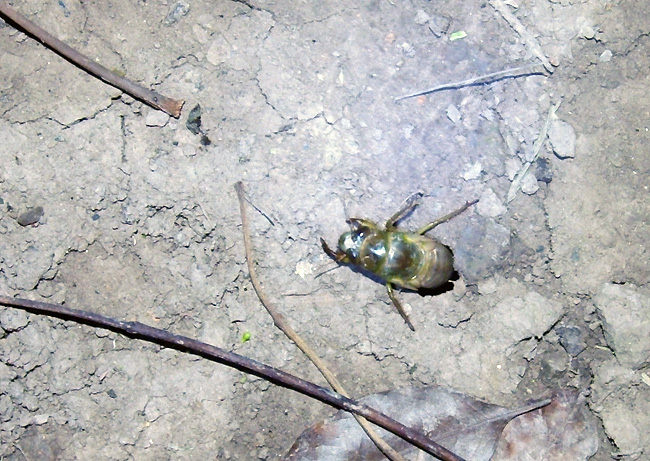 Ve sầu đào đường hầm và chui lên mặt đất  Ve sầu đào đường hầm và chui lên mặt đất