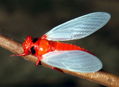 Ve sầu bụng đỏ Huechys sanguinea  Ve sầu bụng đỏ Huechys sanguinea