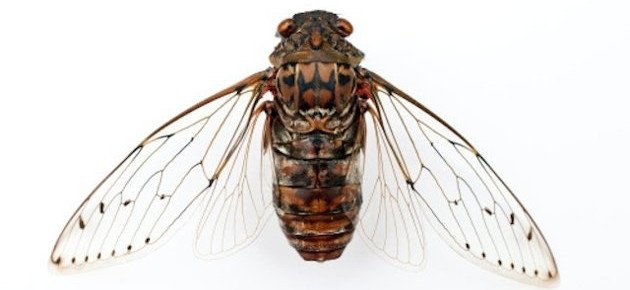 Cánh của ve sầu có khả năng tiêu diệt mọi vi khuẩn bám vào ngay cả khi nó qua đời  Cánh của ve sầu có khả năng tiêu diệt mọi vi khuẩn bám vào ngay cả khi nó qua đời