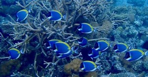 Tìm thấy nơi trú ẩn cho san hô bị đe dọa bởi sự nóng lên toàn cầu