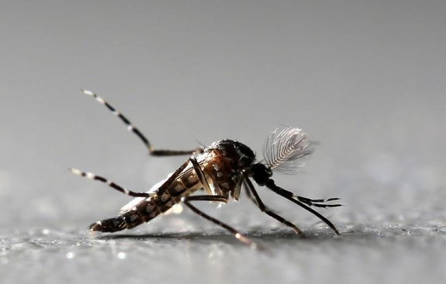 Liệu rằng virus Zika có thể điều trị ung thư não hay không?