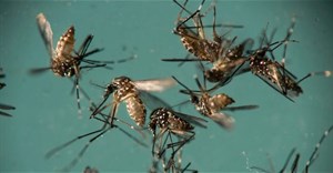 Liệu rằng virus Zika có thể điều trị ung thư não hay không?