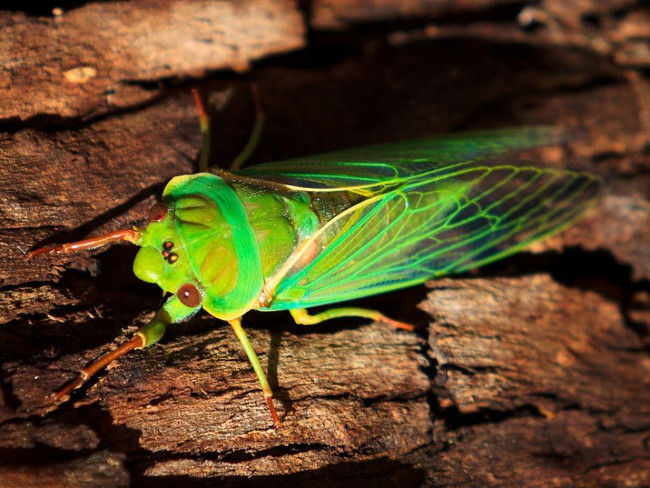 Ve sầu bản địa Cyclochila Australasiae 