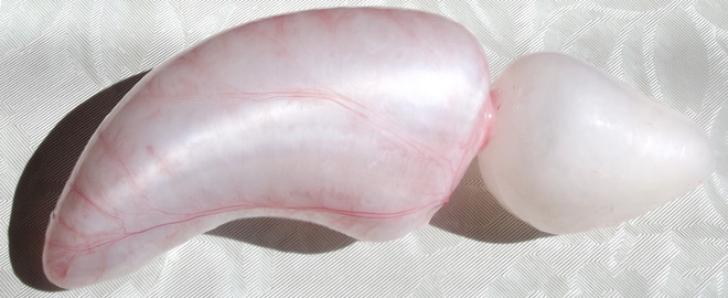 Bong bóng cá được sử dụng làm chất phụ gia để sản xuất bia 