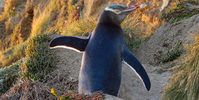 Chim cánh cụt mắt vàng có thể bị tuyệt chủng  Chim cánh cụt mắt vàng có thể bị tuyệt chủng