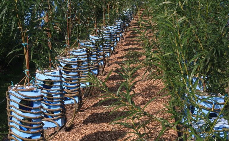 Cây được uốn theo những khuôn mẫu có sẵn   Cây được uốn theo những khuôn mẫu có sẵn