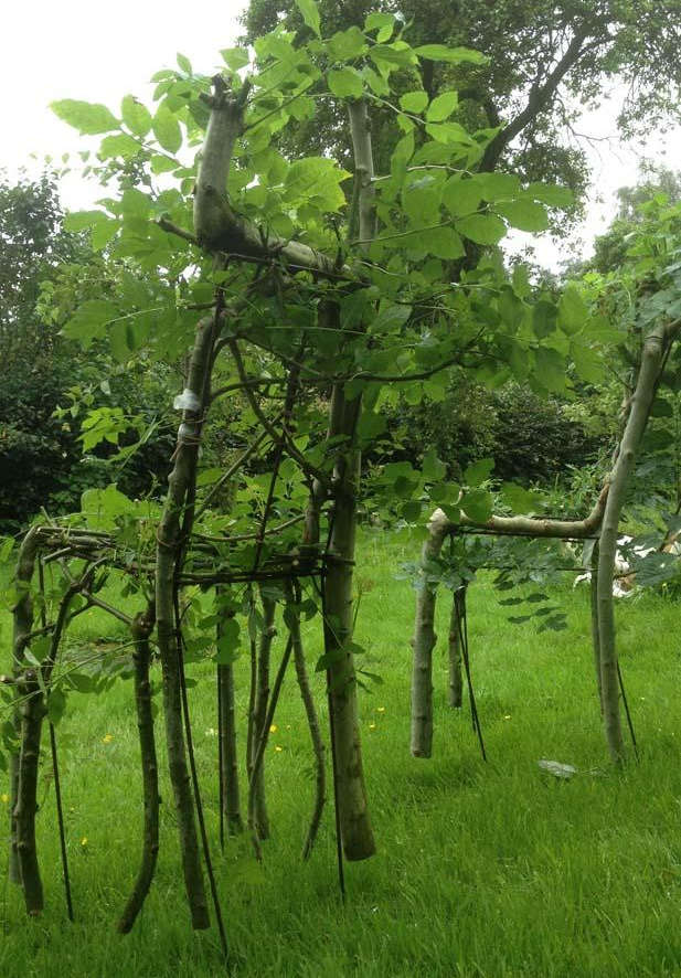 Chiếc ghế đang thành hình, nhưng để "thu hoạch" thì còn phải chờ vài năm nữa  Chiếc ghế đang thành hình, nhưng để "thu hoạch" thì còn phải chờ vài năm nữa