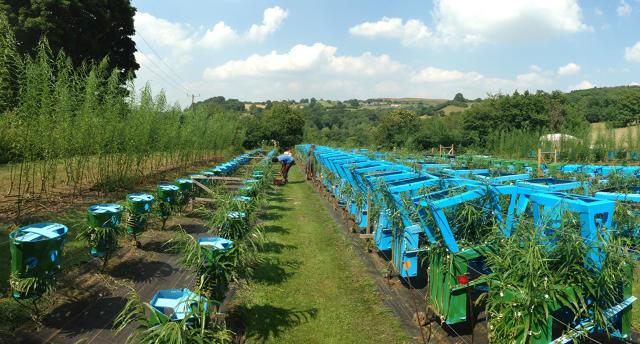 Cánh đồng trồng bàn ghế cùa Gavin   Cánh đồng trồng bàn ghế cùa Gavin