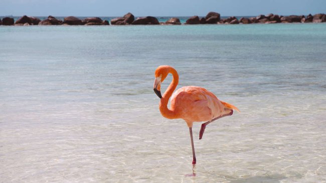 Tại sao loài hồng hạc đứng mãi bằng một chân mà không thấy mỏi?