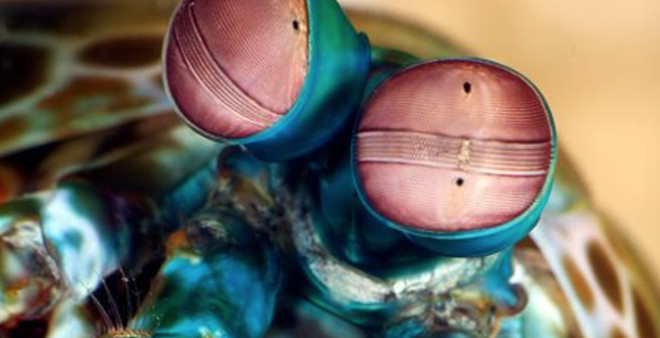 Tôm tít có một cặp mắt tuyệt vời