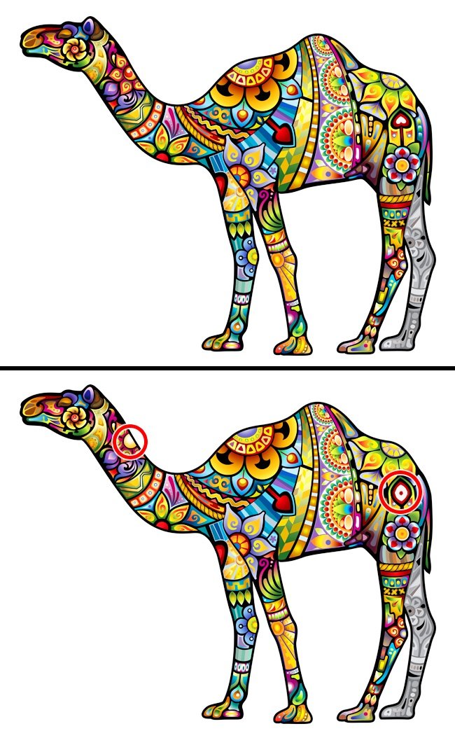 Ảnh lạc đà khác nhau