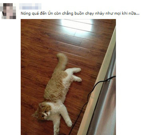 Động vật cũng mệt mỏi Động vật cũng mệt mỏi