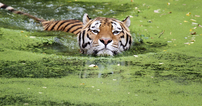 Hổ có khả năng bơi lội khá tốt   Hổ có khả năng bơi lội khá tốt