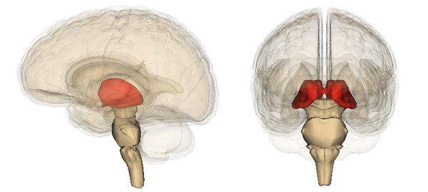 Giả thuyết xử lý thông tin cùng lúc Giả thuyết xử lý thông tin cùng lúc