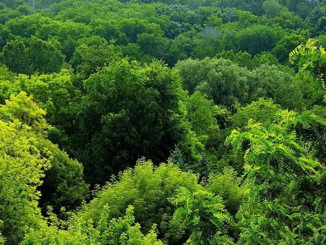 Hy vọng cây cối có thể giúp bạn sống sót khi rơi từ trên cao xuống   Hy vọng cây cối có thể giúp bạn sống sót khi rơi từ trên cao xuống