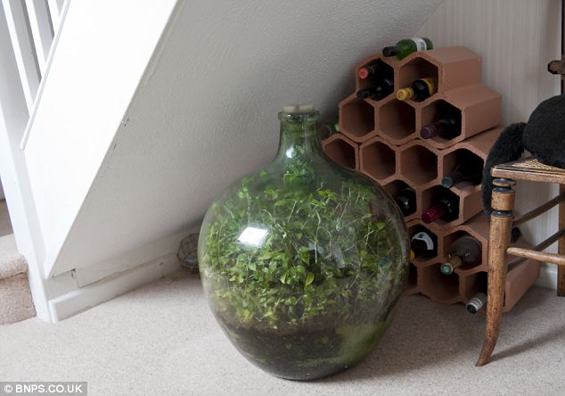 Chiếc bình được đặt ở nơi có nắng giúp cây bên trong có thể quang hợp được 