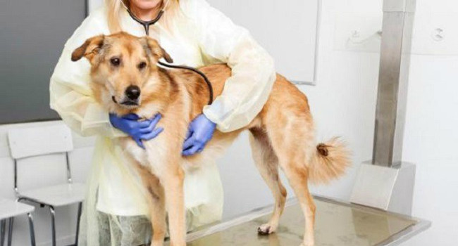 Dùng chó để nghiên cứu ung thư vú  Dùng chó để nghiên cứu ung thư vú