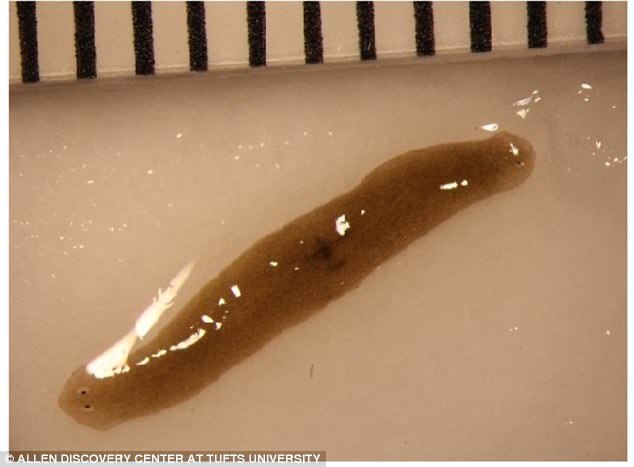 Hình ảnh giun bị đột biến