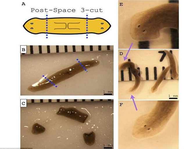 Giun Dugesia japonica bị cắt đầu và đuôi 