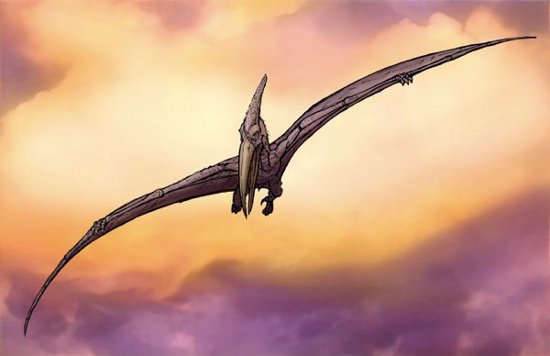 Con Kongamato  Con Kongamato