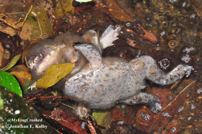 Mùi của động vật chết đang phân hủy giữa trời nắng nóng 