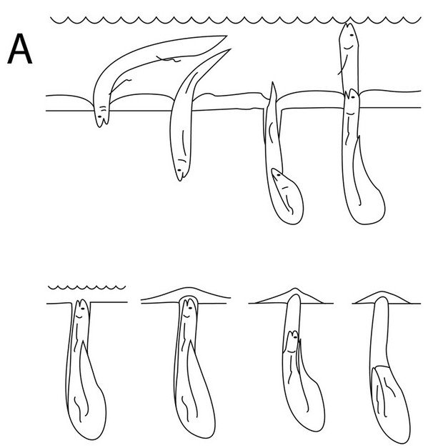 Cách sinh sống kỳ lạ của loài cá sống trên cạn 