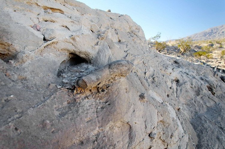 Loài cá này tự xây kén khi mùa khô đến.