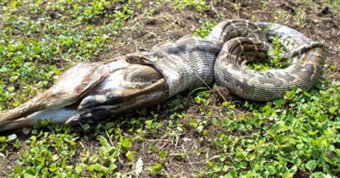 Trăn khổng lồ nuốt chửng dê bị tóm gọn