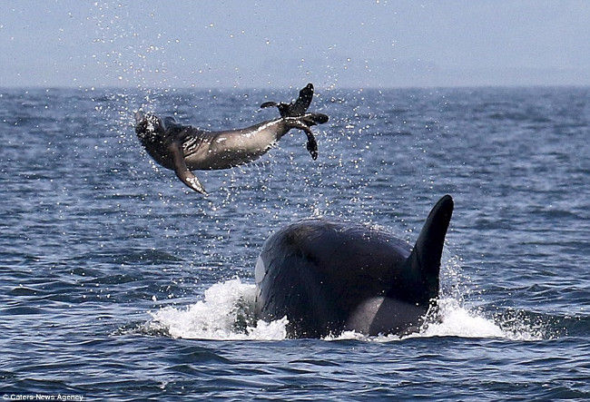 Các cuộc đi săn của cá voi sát thủ có thể bị cản trở bởi cá voi lưng gù 