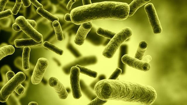 Vi khuẩn Clostridium botulinum chụp dưới kính hiển vi màu