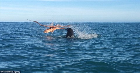 Cận cảnh quái vật đại dương bị hải cẩu xé xác khiến nhiều người kinh ngạc