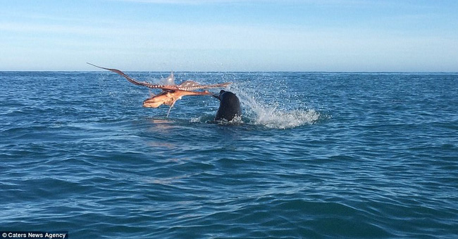 Trận tử chiến hiếm gặp giữa bạch tuộc khổng lồ và hải cẩu