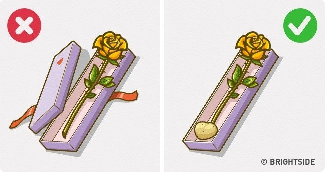 Cách bảo quản hoa tươi mà không cần nước hay ánh sáng