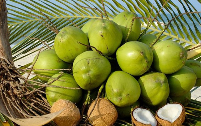 Trẻ dưới 6 tháng tuổi không nên cho uống nước dừa