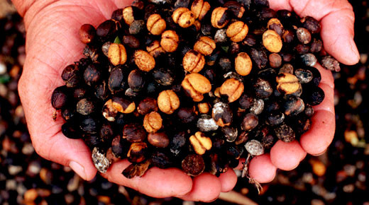 Thói quen uống cà phê của bạn có thể gây hại cho động vật hoang dã