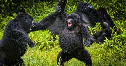 Ngã từ trên cây xuống, tinh tinh bị đánh hội đồng tới chết